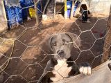 Cane Corso Blue Di̇şi̇ Sahi̇plendi̇rme