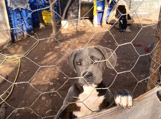 Cane Corso Blue Di̇şi̇ Sahi̇plendi̇rme görsel