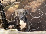 CANE CORSO BLUE DİŞİ SAHİPLENDİRME