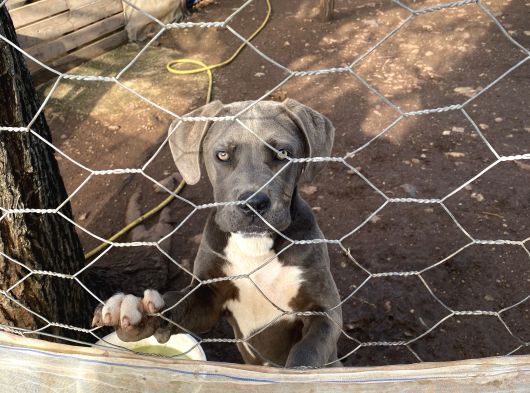 Cane Corso Blue Di̇şi̇ Sahi̇plendi̇rme