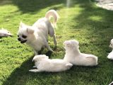 Sevimli Ve Eğitimli Chihuahua
