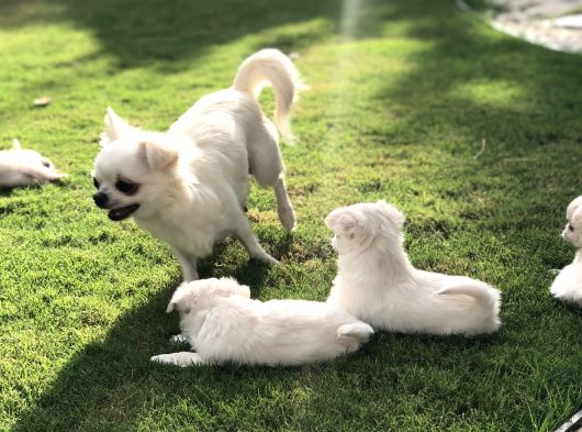 Sevimli Ve Eğitimli Chihuahua görsel