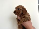 Erekek Red Toypoodle