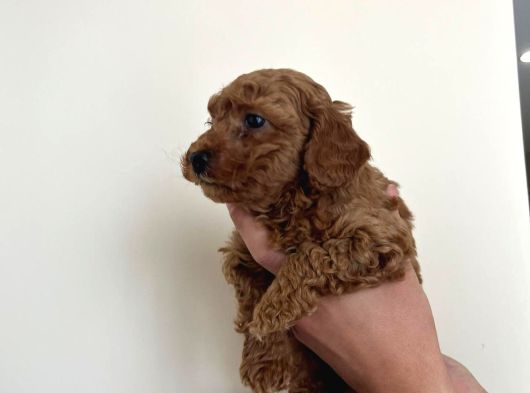 Erekek Red Toypoodle görsel