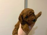 Erekek Red Toypoodle