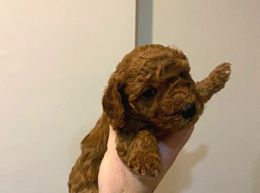 Erekek Red Toypoodle görsel