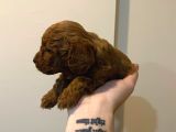 Erekek Red Toypoodle