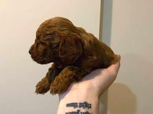 Erekek Red Toypoodle görsel