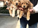 safkan maltipoo bebekler