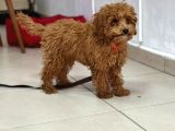 TOY POODLE SEVİMLİ YAVRULAR EV ÜRETİMİ