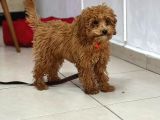 Toy Poodle Sevi̇mli̇ Yavrular Ev Üreti̇mi̇