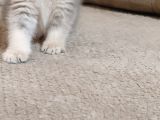 Mükemmel A Kalite British Shorthair Yavrumuz