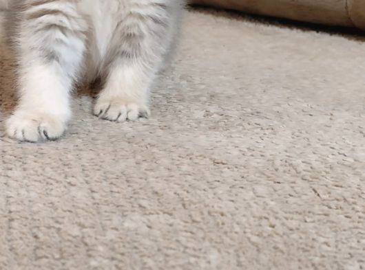 Mükemmel A Kalite British Shorthair Yavrumuz görsel