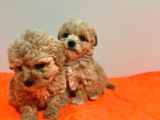 Poodle ayarında maltipo