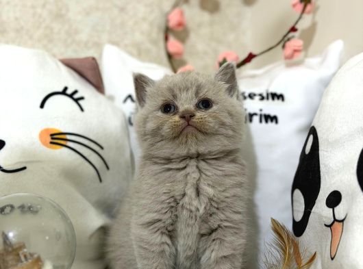 Safkan Lilac Yavrularımız görsel