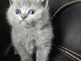 Harika Blue Bebekler