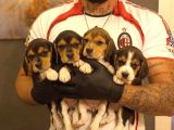 SAFKAN ELİZABETH BEAGLE İLANLARI