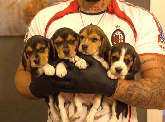 SAFKAN ELİZABETH BEAGLE İLANLARI