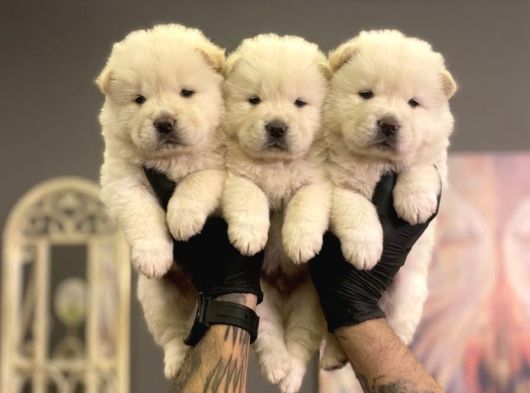 SAFKAN CHOW CHOW YAVRULARI