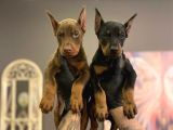SAFKAN DOBERMAN YAVRULARI