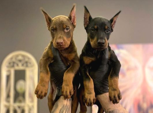 SAFKAN DOBERMAN YAVRULARI