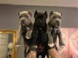 Safkan Cane Corso Yavrulari