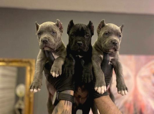 SAFKAN CANE CORSO YAVRULARI