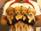 SAFKAN TEACUP MALTİPOO YAVRULARI