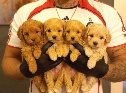 SAFKAN TEACUP MALTİPOO YAVRULARI
