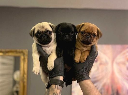 SAFKAN PUG YAVRULARI