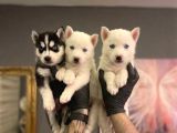 SAFKAN HUSKY YAVRULARI
