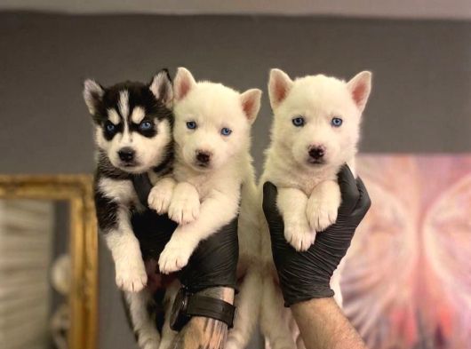 SAFKAN HUSKY YAVRULARI