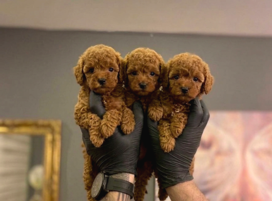 SAFKAN TOY POODLE YAVRULARI
