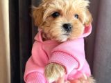 DÜNYA TATLISI MALTİPOO YAVRULARI