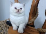 Tatlimi Tatli Bri̇ti̇sh Yavrularimiz Mavi̇ Göz