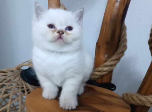 Tatlimi Tatli Bri̇ti̇sh Yavrularimiz Mavi̇ Göz görsel