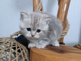 Tatlimi Tatli Bri̇ti̇sh Yavrularimiz Mavi̇ Göz