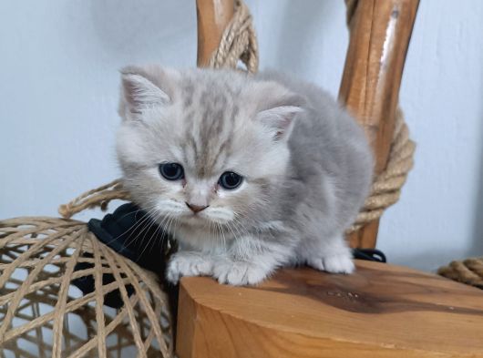 Tatlimi Tatli Bri̇ti̇sh Yavrularimiz Mavi̇ Göz görsel