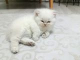 Tatlimi Tatli Bri̇ti̇sh Yavrularimiz Mavi̇ Göz