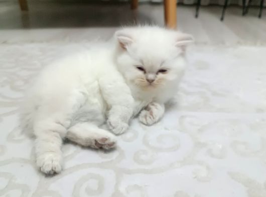 Tatlimi Tatli Bri̇ti̇sh Yavrularimiz Mavi̇ Göz görsel