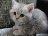 Tatlimi Tatli Bri̇ti̇sh Yavrularimiz Mavi̇ Göz