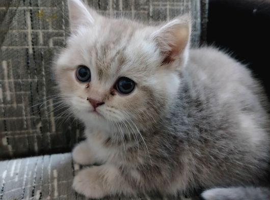 Tatlimi Tatli Bri̇ti̇sh Yavrularimiz Mavi̇ Göz görsel
