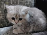 Tatlimi Tatli Bri̇ti̇sh Yavrularimiz Mavi̇ Göz