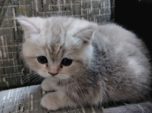 Tatlimi Tatli Bri̇ti̇sh Yavrularimiz Mavi̇ Göz görsel