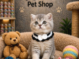Irkının en güzelinden british shorthair yavrularımız