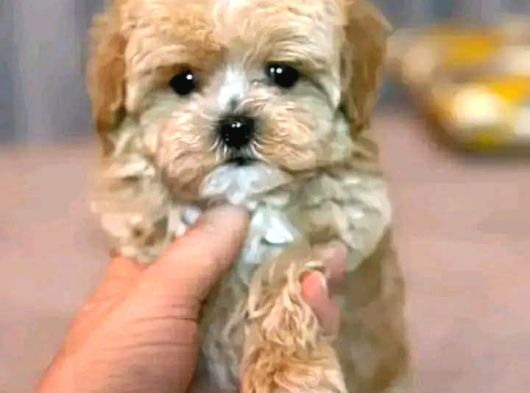MALTİPOO CİNSİ YAVRULAR EV ÜRETİMİ