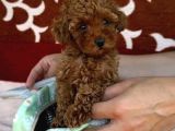Toy Poodle Sevi̇mli̇ Yavrular Ev Üreti̇mi̇