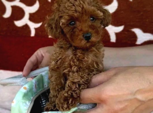 Toy Poodle Sevi̇mli̇ Yavrular Ev Üreti̇mi̇ görsel