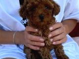 Toy Poodle Sevi̇mli̇ Yavrular Ev Üreti̇mi̇