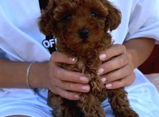 Toy Poodle Sevi̇mli̇ Yavrular Ev Üreti̇mi̇ görsel